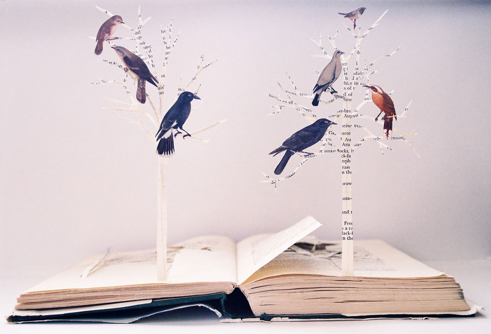 Познание птицы. Книги о птицах. Птицы из книги. Картины из книг. Книжные птицы.